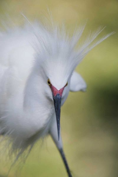 FL Snowy egret with its breeding plumage